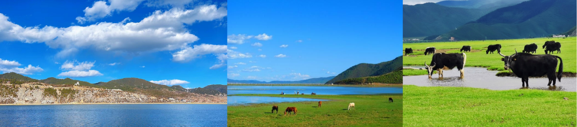 A group of cows grazing in a grassy field Description automatically generated